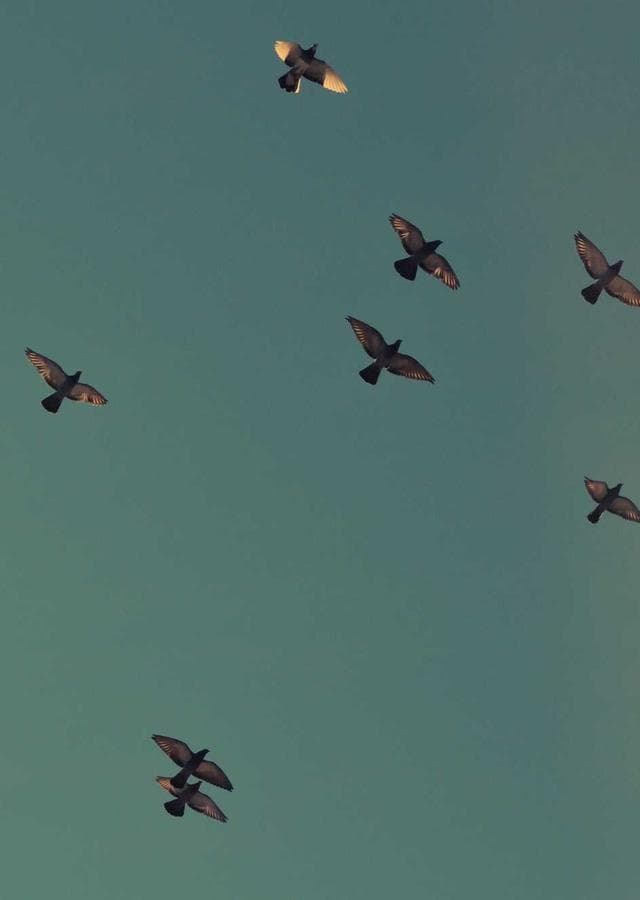 Ashes of the Last Dragon cover