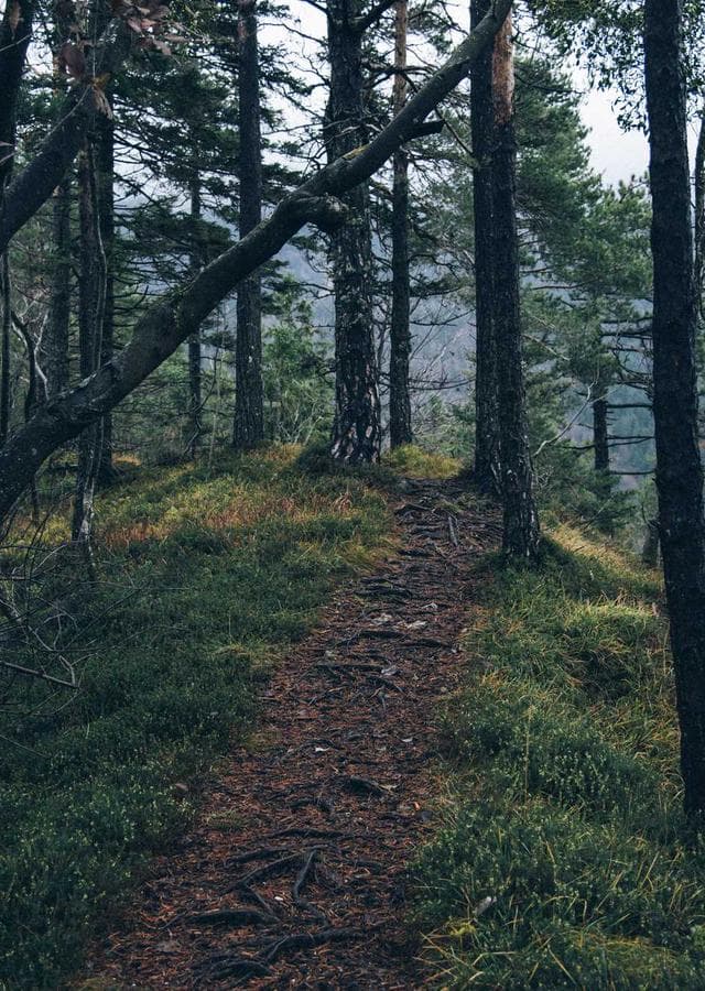 Neon Lotus Reborn cover