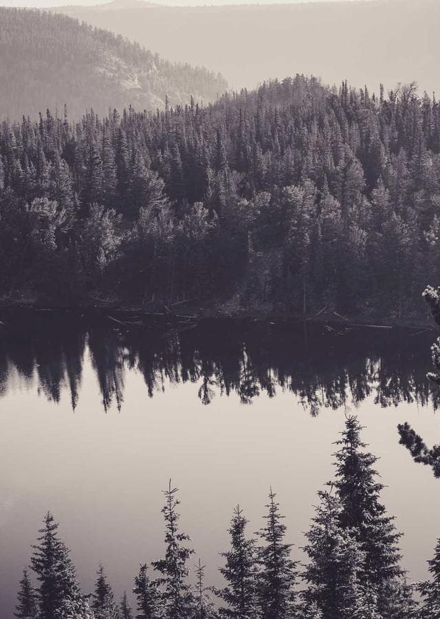 Rose & Revenant cover